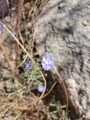 Evolvulus arizonicus