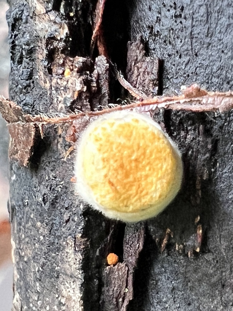 common bird's nest fungus · September 2026 · photo: Photo: (c) Mark Richman, some rights reserved (CC BY) · iNaturalist