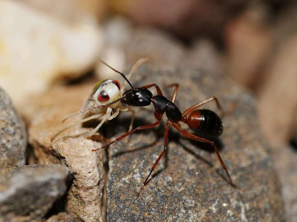 water-boatmen-the-rightside-up-backswimmers