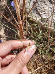 Evolvulus arizonicus