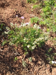 Astragalus kaufmannii