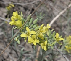 Physaria arenosa