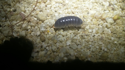 Venezillo stuckchensis