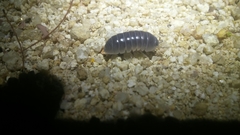 Venezillo stuckchensis