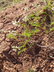 Astragalus kaufmannii