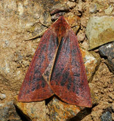 Cycloprorodes melanoxysta