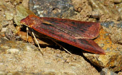 Cycloprorodes melanoxysta