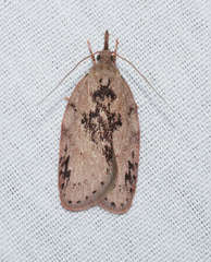 Enchocrates picrophylla