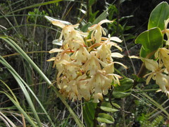 Epidendrum sumacoense