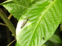 Copiocera specularis
