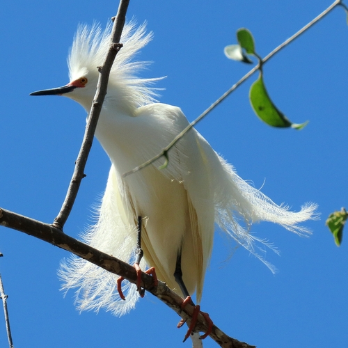 Snowy Egret