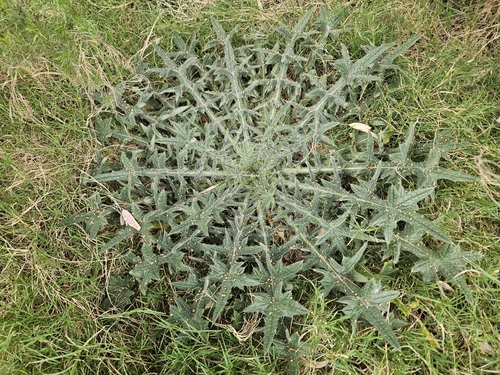 Bull Thistle