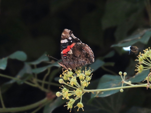 Red Admiral