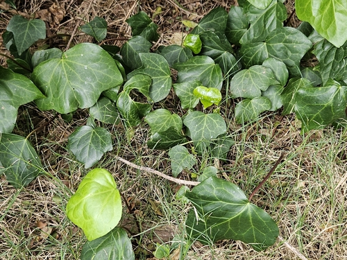 common ivy