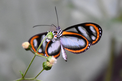 Oleria gunilla