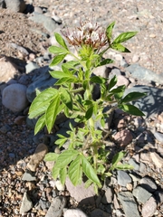 Polanisia dodecandra trachysperma