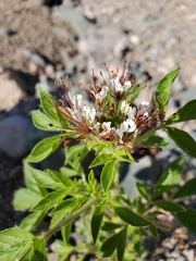 Polanisia dodecandra trachysperma