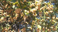 Phoradendron brachystachyum