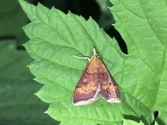 Pyrausta californicalis