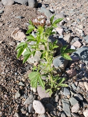 Polanisia dodecandra trachysperma