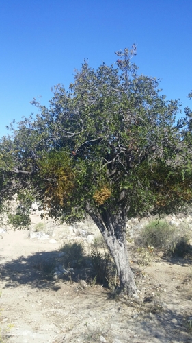 Diospyros californica (Diospyros californica)