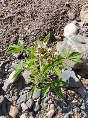 Polanisia dodecandra trachysperma