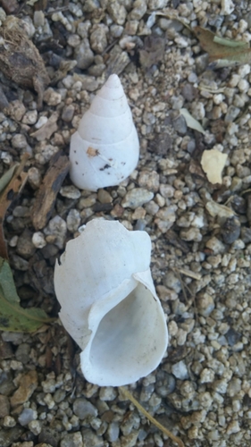 Naesiotus spirifer