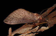 Oxycanus silvanus