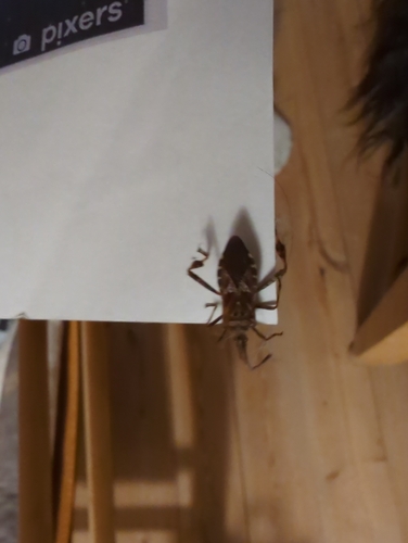 Western Conifer Seed Bug