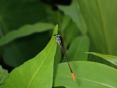 Agriocnemis femina oryzae