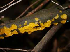 Heterotextus miltinus