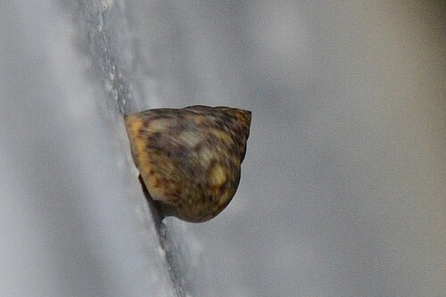 Littorina scabra observed 2026-09-23