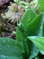 Platanthera orbiculata