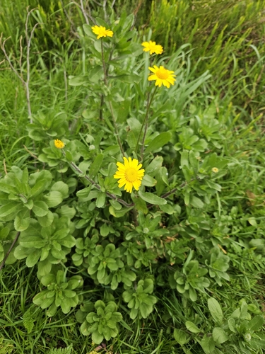 Mediterranean Marigold