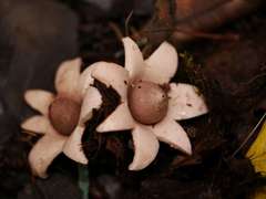 Geastrum indicum