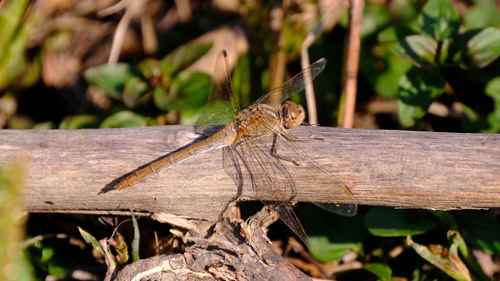 Southern Darter