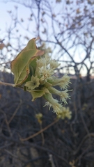 Nahuatlea arborescens