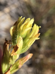 Castilleja affinis neglecta