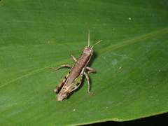 Pseudoxya