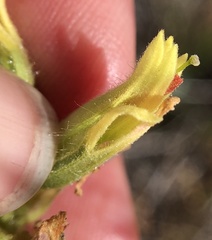 Castilleja affinis neglecta