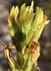Castilleja affinis neglecta
