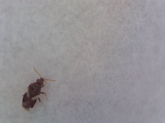 Anthocoridae