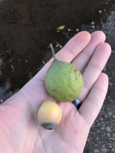 Calophyllum inophyllum observed 2026-09-27
