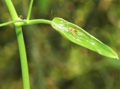Anelosimus crassipes