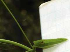 Anelosimus crassipes