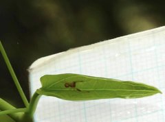 Anelosimus crassipes