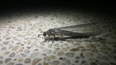 Acanthaclisini