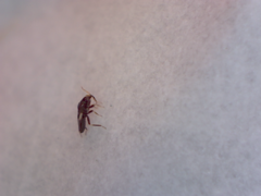 Anthocoridae