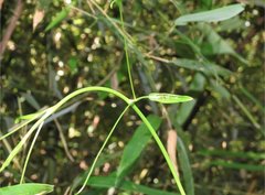 Anelosimus crassipes