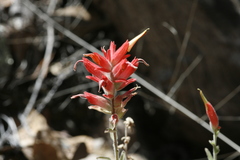 Castilleja tenuiflora